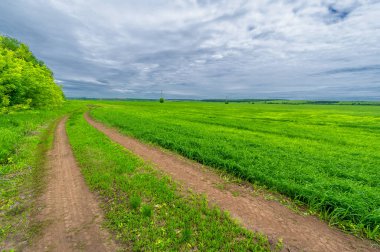 İlkbahar fotoğrafçılığı, kırsal alan, genç buğday tarlalarının arasından geçen toprak yol, bir yerden diğerine uzanan geniş bir yol, özellikle araçların kullanabileceği özel hazırlanmış bir yüzeye sahip olan bir yol.