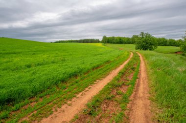 İlkbahar fotoğrafçılığı, kırsal alan, genç buğday tarlalarının arasından geçen toprak yol, bir yerden diğerine uzanan geniş bir yol, özellikle araçların kullanabileceği özel hazırlanmış bir yüzeye sahip olan bir yol.