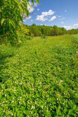 Bahar fotoğrafçılığı, çiçek açan çayırlar, yabani çilek çiçekleri, tohum kaplı yüzeyi olan yumuşak kırmızı bir meyve..