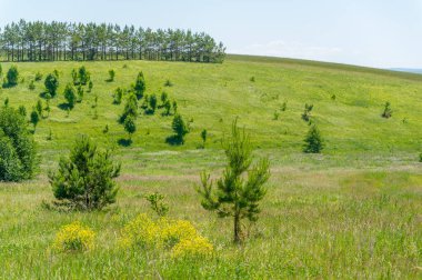 Yaz manzarası, çayır tarlaları, vadiler, çam ağaçları fındık ağacı, kır çiçekleri, dünyanın Avrupa bölgesi.