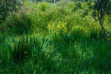 Yaz manzarası, gök gürültülü bulutlar, mavi gökyüzü, sel basmış çayır tarlaları, yaz renklerinin kokusu ve çeşitli kır çiçekleri.