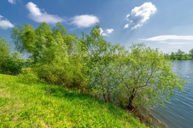 Bahar fotoğrafı, söğüt ağacı, parlak yeşillik, bulutlu mavi gökyüzü, harika bahar havası.
