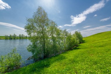 Bahar fotoğrafı, söğüt ağacı, parlak yeşillik, bulutlu mavi gökyüzü, harika bahar havası.