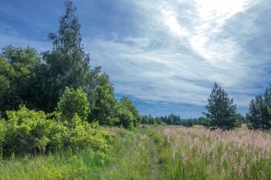 Yaz fotoğrafçılığı. Ormanı temizliyorum. Ormanda açık alan, özellikle ekilmek için soyulmuşsa. Toprak yol