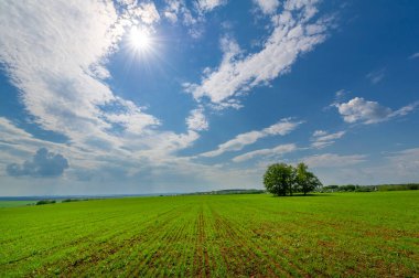  Bahar fotoğrafçılığı, güneşte yetişen taze yeşil buğday, ılıman ülkelerde yetişen en en önemli bitkidir, buğday, ekmek yapmak için toprak, vs. 