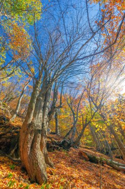 Kırım yarımadasının sonbahar fotoğrafları, Beech Hornbeam ormanları. Orman kayın ağırlıklı ormanlar Avrupa 'daki ormanların yaklaşık% 15-40' ını oluşturur. Ulusal parklar doğa parklarını ve rezervlerini rezerve eder