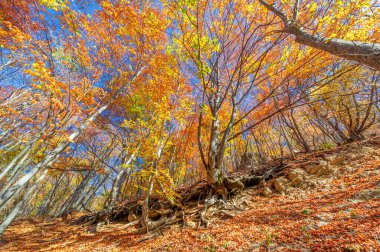 Kırım yarımadasının sonbahar fotoğrafları, Beech Hornbeam ormanları. Orman kayın ağırlıklı ormanlar Avrupa 'daki ormanların yaklaşık% 15-40' ını oluşturur. Ulusal parklar doğa parklarını ve rezervlerini rezerve eder