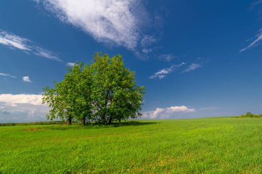  Bahar fotoğrafçılığı, güneşte yetişen taze yeşil buğday, ılıman ülkelerde yetişen en en önemli bitkidir, buğday, ekmek yapmak için toprak, vs. 