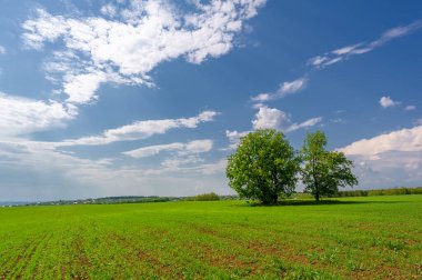  Bahar fotoğrafçılığı, güneşte yetişen taze yeşil buğday, ılıman ülkelerde yetişen en en önemli bitkidir, buğday, ekmek yapmak için toprak, vs. 