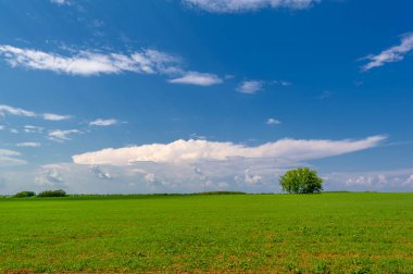  Bahar fotoğrafçılığı, güneşte yetişen taze yeşil buğday, ılıman ülkelerde yetişen en en önemli bitkidir, buğday, ekmek yapmak için toprak, vs. 