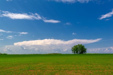  Bahar fotoğrafçılığı, güneşte yetişen taze yeşil buğday, ılıman ülkelerde yetişen en en önemli bitkidir, buğday, ekmek yapmak için toprak, vs. 