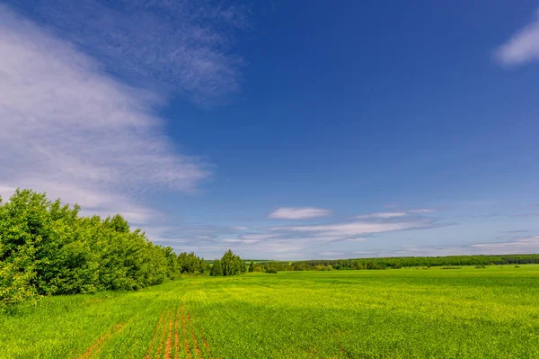 Spring photography, landscape with a cloudy sky. Young wheat with nitrogen and phosphate fertilizers, green sprouts, cereals, as well as cereals from which white flour is prepared