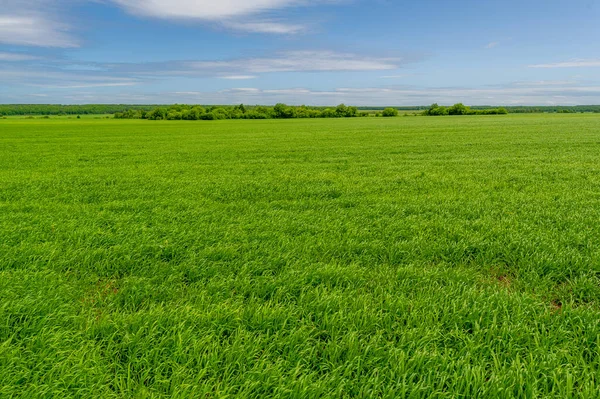 春光摄影 风景多云 含氮肥 谷类的小麦 以及可用来配制白粉的谷类 — 图库照片