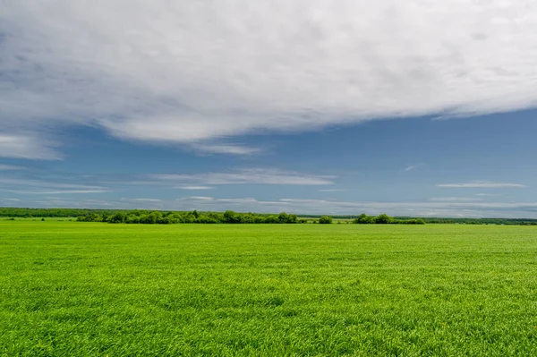 Fotografia Primaverile Paesaggio Con Cielo Nuvoloso Frumento Giovane Con Fertilizzanti — Foto Stock