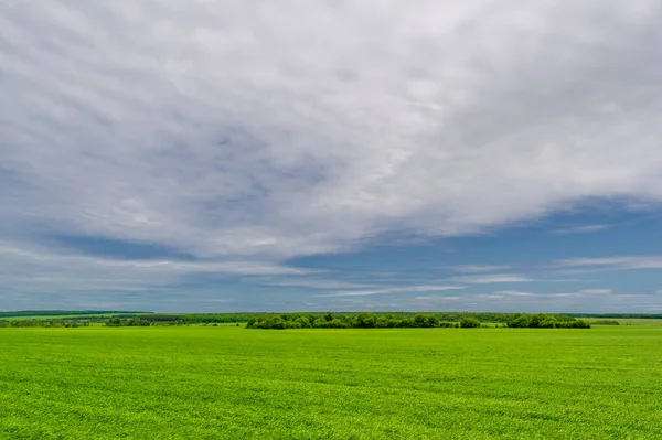Spring photography, landscape with a cloudy sky. Young wheat with nitrogen and phosphate fertilizers, green sprouts, cereals, as well as cereals from which white flour is prepared
