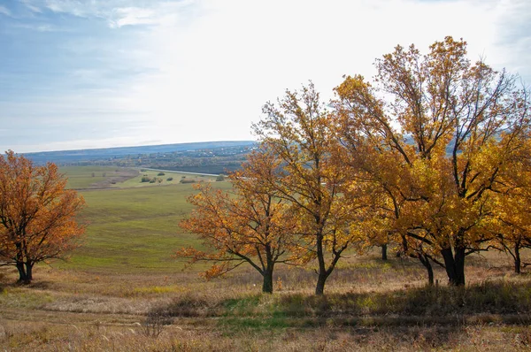 Осенний Пейзаж Лиственные Деревья Покрытые Разноцветными Желтыми Красными Листьями Дубы — стоковое фото