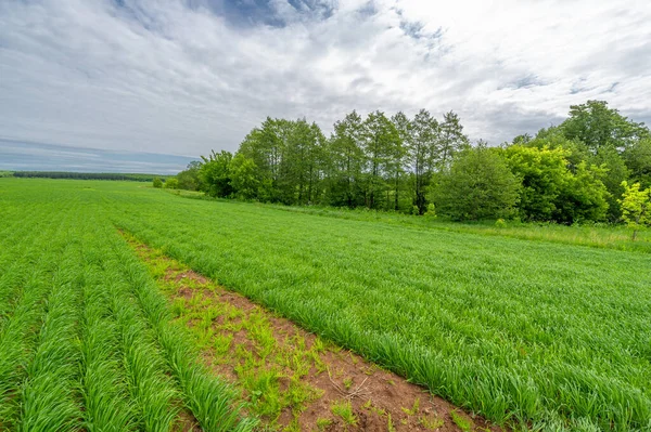 Spring photography, landscape with a cloudy sky. Young wheat with nitrogen and phosphate fertilizers, green sprouts, cereals, as well as cereals from which white flour is prepared