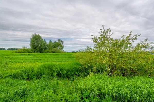 Spring photography, landscape with a cloudy sky. Young wheat, green sprouts, cereals, as well as its grains, from which white flour is prepared