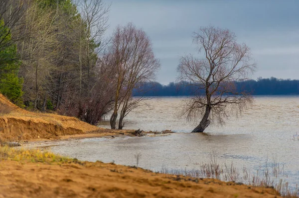 秋の風景 氾濫原の葉のない森 川に隣接する低地の土地で 河川堆積物を中心に形成され 洪水の影響を受ける — ストック写真