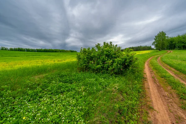 Spring Photography Rural Landscape Dirt Road Young Wheat Fields Wide — Stock Photo, Image