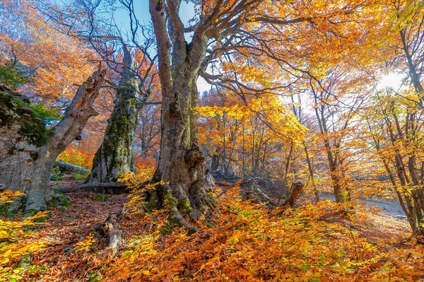 Jesienne Zdjęcia Półwyspu Krymskiego Bukowe Lasy Grawitacyjne Lasy Przewadze Buków — Zdjęcie stockowe