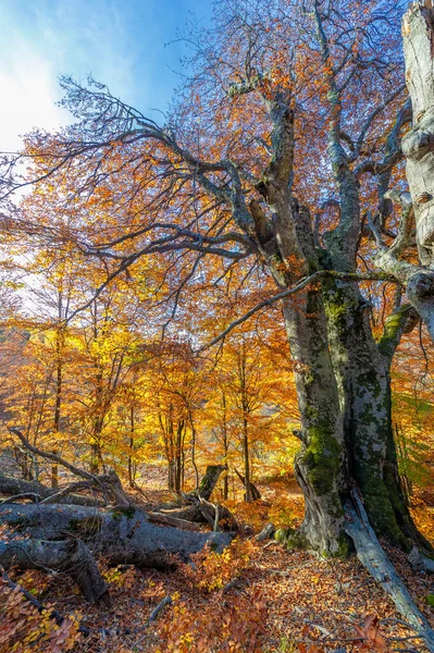 Fotos Outono Península Crimeia Florestas Faia Florestas Com Predominância Faia — Fotografia de Stock