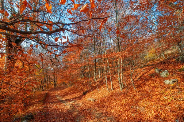 Autumn Photos Crimean Peninsula Beech Hornbeam Forests Forests Predominance Forest — Stock Photo, Image