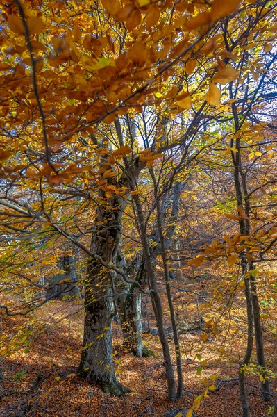 Herbstbilder Von Der Halbinsel Krim Buchenhainbuchenwälder Wälder Mit Vorwiegend Buchenwäldern — Stockfoto