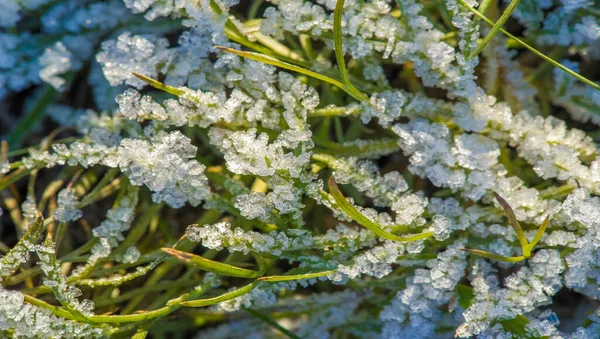 Textuur Achtergrond Patroon Frost Takjes Gras Een Neerslag Van Kleine — Stockfoto