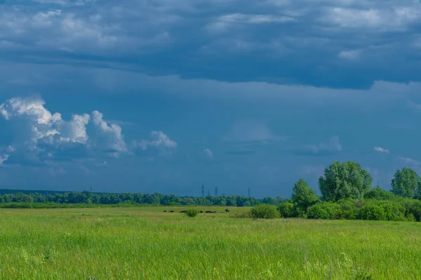 Літній Пейзаж Грозові Хмари Блакитне Небо Заплавні Лугові Поля Аромат — стокове фото