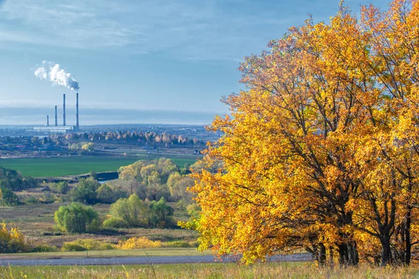 Sonbahar manzara fotoğrafçılığı, en iyi fotoğrafçı, sonbahar durumundaki karışık ormanlar, renkli yapraklar, bordo, kırmızı, yeşil, desenli halı.