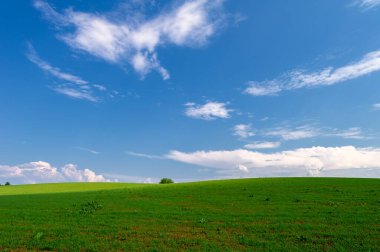  Bahar fotoğrafçılığı, güneşte yetişen taze yeşil buğday, ılıman ülkelerde yetişen en en önemli bitkidir, buğday, ekmek yapmak için toprak, vs. 