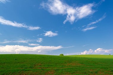 Bahar fotoğrafçılığı, güneşte yetişen taze yeşil buğday, ılıman ülkelerde yetişen en en önemli bitkidir, buğday, ekmek yapmak için toprak, vs. 