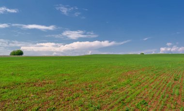  Bahar fotoğrafçılığı, güneşte yetişen taze yeşil buğday, ılıman ülkelerde yetişen en en önemli bitkidir, buğday, ekmek yapmak için toprak, vs. 