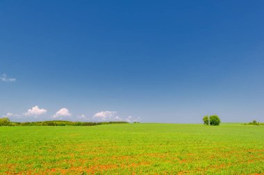  Bahar fotoğrafçılığı, güneşte yetişen taze yeşil buğday, ılıman ülkelerde yetişen en en önemli bitkidir, buğday, ekmek yapmak için toprak, vs. 