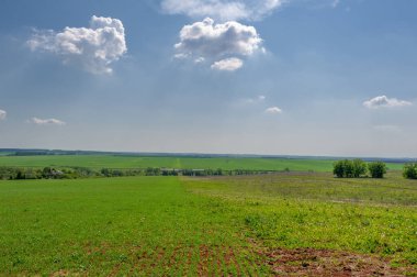  Bahar fotoğrafçılığı, güneşte yetişen taze yeşil buğday, ılıman ülkelerde yetişen en en önemli bitkidir, buğday, ekmek yapmak için toprak, vs. 