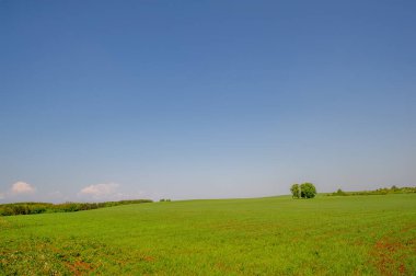  Bahar fotoğrafçılığı, güneşte yetişen taze yeşil buğday, ılıman ülkelerde yetişen en en önemli bitkidir, buğday, ekmek yapmak için toprak, vs. 