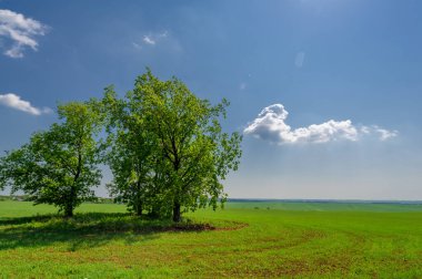  Bahar fotoğrafçılığı, güneşte yetişen taze yeşil buğday, ılıman ülkelerde yetişen en en önemli bitkidir, buğday, ekmek yapmak için toprak, vs. 