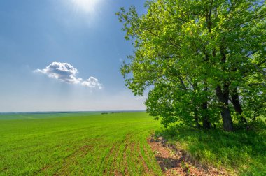  Bahar fotoğrafçılığı, güneşte yetişen taze yeşil buğday, ılıman ülkelerde yetişen en en önemli bitkidir, buğday, ekmek yapmak için toprak, vs. 