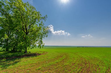  Bahar fotoğrafçılığı, güneşte yetişen taze yeşil buğday, ılıman ülkelerde yetişen en en önemli bitkidir, buğday, ekmek yapmak için toprak, vs. 