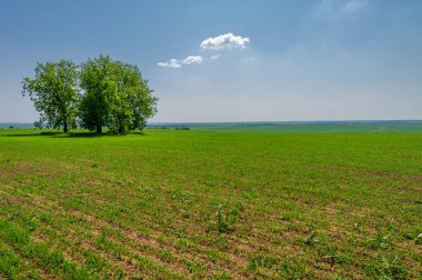  Bahar fotoğrafçılığı, güneşte yetişen taze yeşil buğday, ılıman ülkelerde yetişen en en önemli bitkidir, buğday, ekmek yapmak için toprak, vs. 