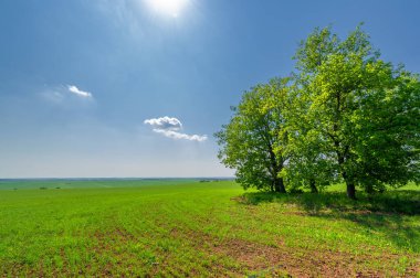  Bahar fotoğrafçılığı, güneşte yetişen taze yeşil buğday, ılıman ülkelerde yetişen en en önemli bitkidir, buğday, ekmek yapmak için toprak, vs. 