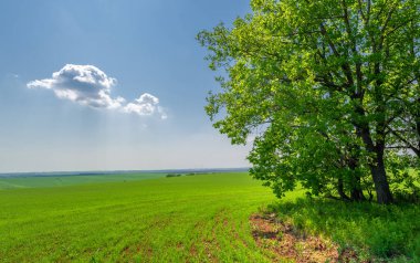  Bahar fotoğrafçılığı, güneşte yetişen taze yeşil buğday, ılıman ülkelerde yetişen en en önemli bitkidir, buğday, ekmek yapmak için toprak, vs. 