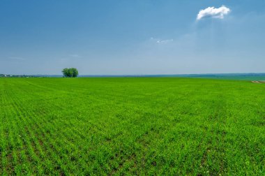  Bahar fotoğrafçılığı, güneşte yetişen taze yeşil buğday, ılıman ülkelerde yetişen en en önemli bitkidir, buğday, ekmek yapmak için toprak, vs. 