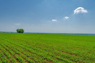  Bahar fotoğrafçılığı, güneşte yetişen taze yeşil buğday, ılıman ülkelerde yetişen en en önemli bitkidir, buğday, ekmek yapmak için toprak, vs. 