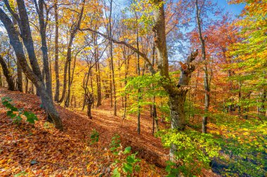 Kırım yarımadasının sonbahar fotoğrafları, Beech Hornbeam ormanları. Orman kayın ağırlıklı ormanlar Avrupa 'daki ormanların yaklaşık% 15-40' ını oluşturur. Ulusal parklar doğa parklarını ve rezervlerini rezerve eder