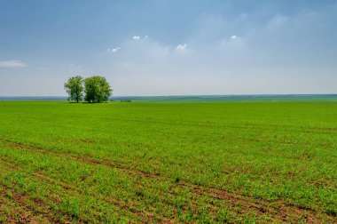  Bahar fotoğrafçılığı, güneşte yetişen taze yeşil buğday, ılıman ülkelerde yetişen en en önemli bitkidir, buğday, ekmek yapmak için toprak, vs. 