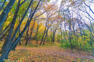 Kırım yarımadasının sonbahar fotoğrafları, Beech Hornbeam ormanları. Orman kayın ağırlıklı ormanlar Avrupa 'daki ormanların yaklaşık% 15-40' ını oluşturur. Ulusal parklar doğa parklarını ve rezervlerini rezerve eder