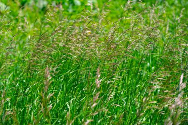 Doku, arkaplan, desen, tarlanın sığ derinliği, çayırdaki çimenler, tipik olarak dar yapraklı bitkilerden oluşan bitki örtüsü, çim ve çayırlarda yetiştirilen yabani veya ekili bitkiler.