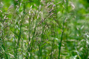 Doku, arkaplan, desen, tarlanın sığ derinliği, çayırdaki çimenler, tipik olarak dar yapraklı bitkilerden oluşan bitki örtüsü, çim ve çayırlarda yetiştirilen yabani veya ekili bitkiler.